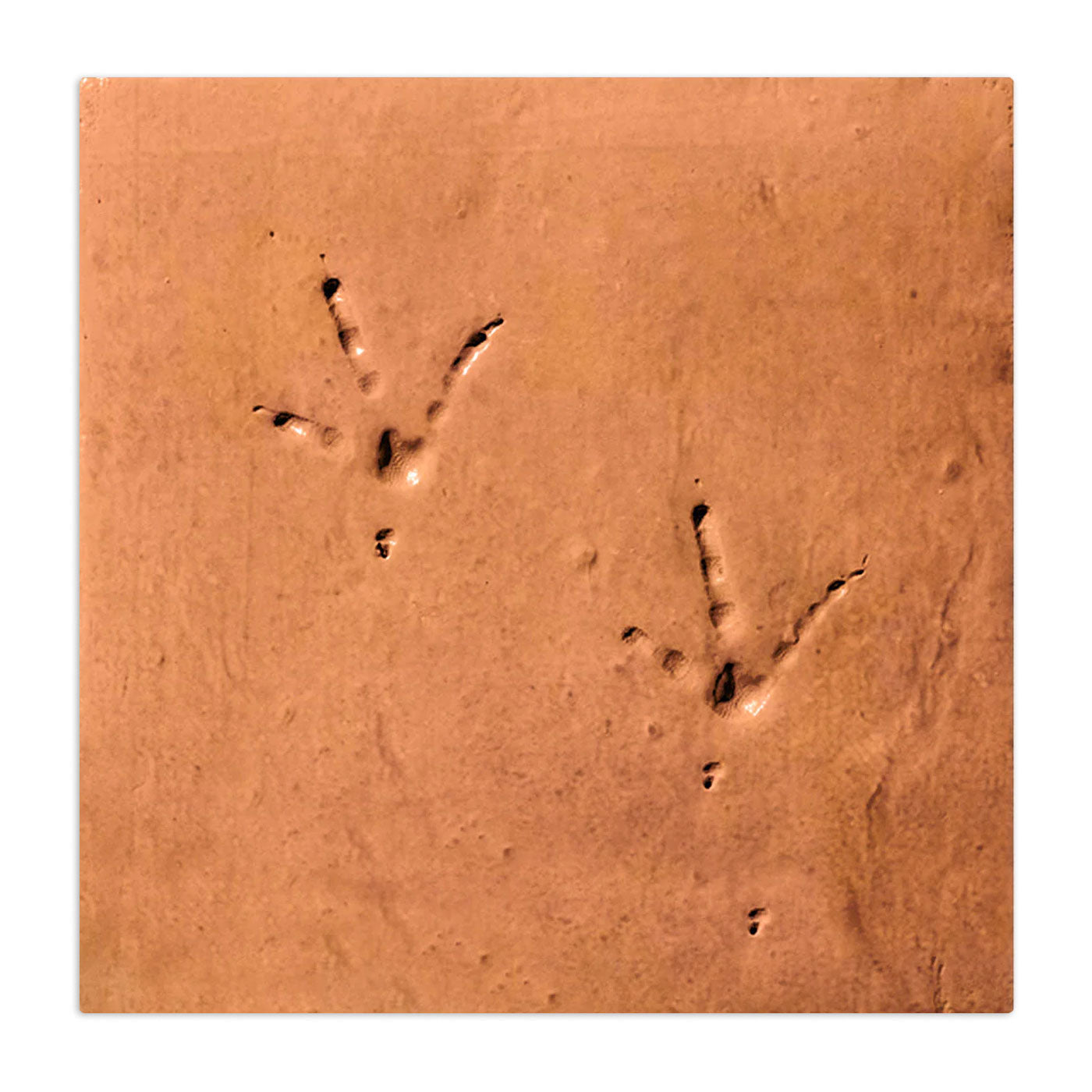 Dog Paw | Chicken Foot Terracotta 12" x 12"